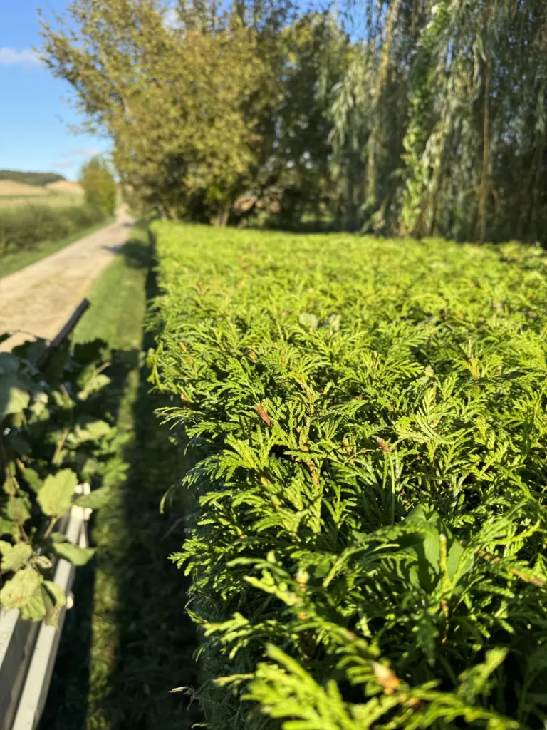 Entretien De Jardin